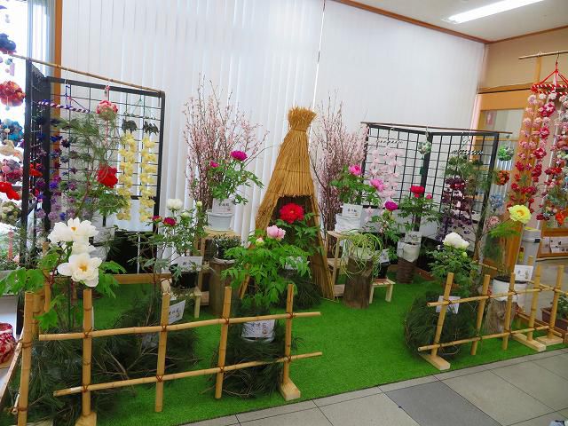 『まほろば冬咲きぼたんまつり』開催中！！