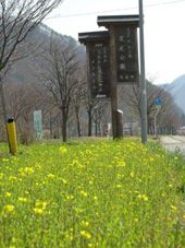 安久津八幡神社の『菜の花』