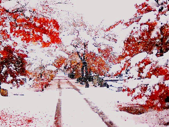 極楽寺参道、雪紅葉。