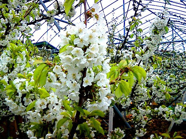 白い花は、