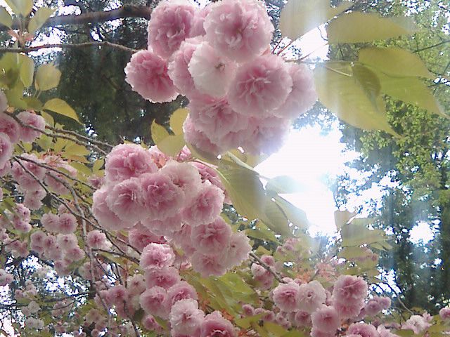 今日の八重桜。