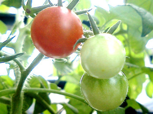 ミニトマトの収穫。