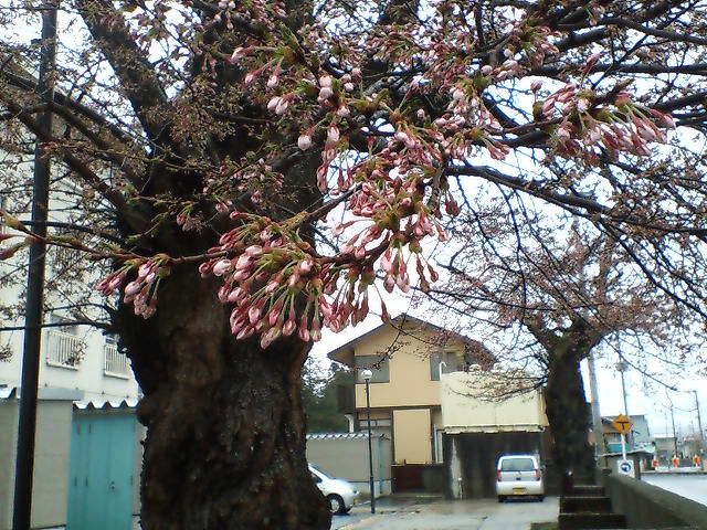 新築福田遊郭の桜