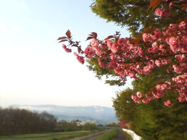 私が住んでいる桜木町は、
