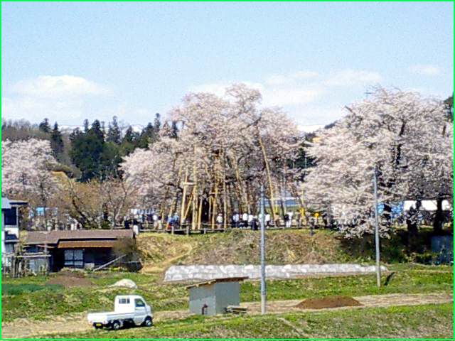◆満開の久保桜◆