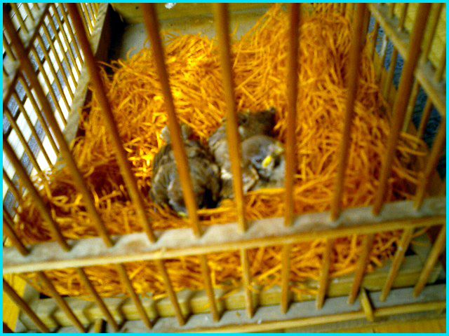 ◆三羽の子雀◆