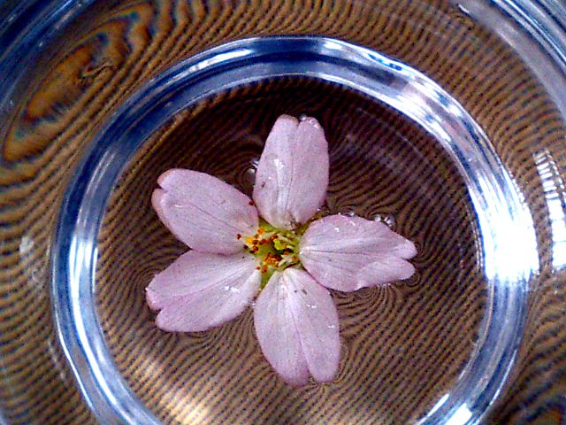 ◆一輪の桜◆