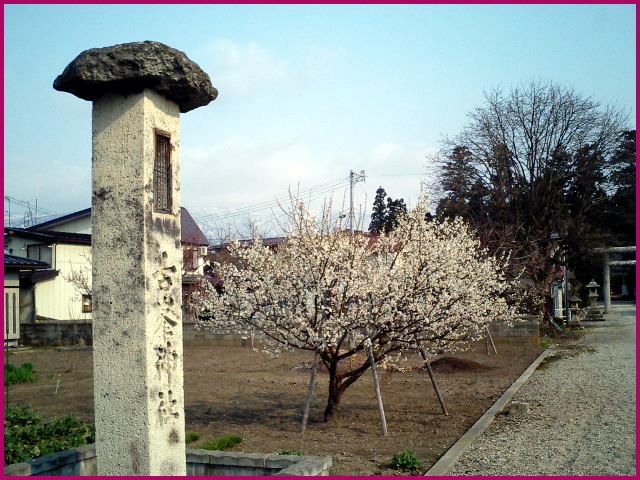 ◆古峯神社と白梅◆