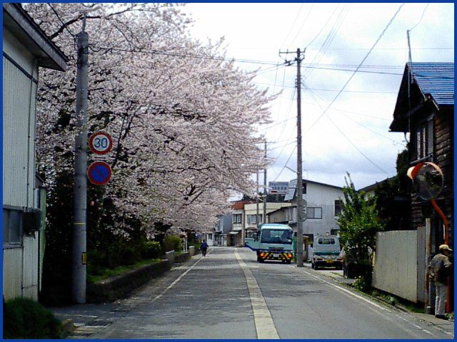 ◆長井郷の桜・サクラ・さくら◆