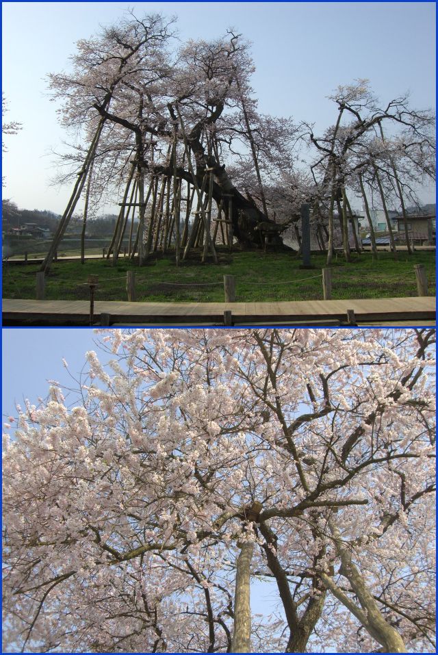 ◆桜三昧◆