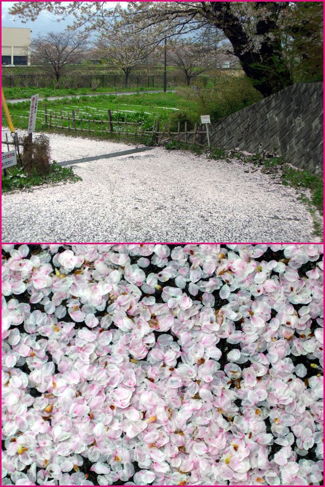 ◆桜の絨毯◆
