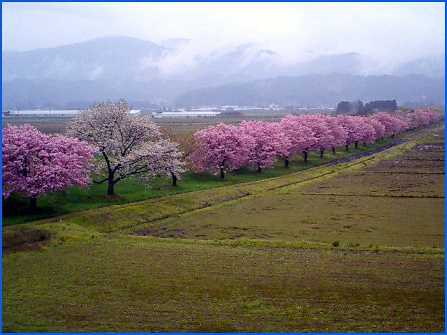 ◆田園の桜並木◆