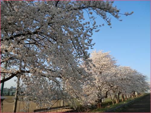 ◆満開の桜◆