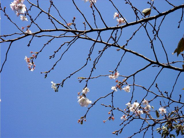 ◆コスモスではない秋桜◆
