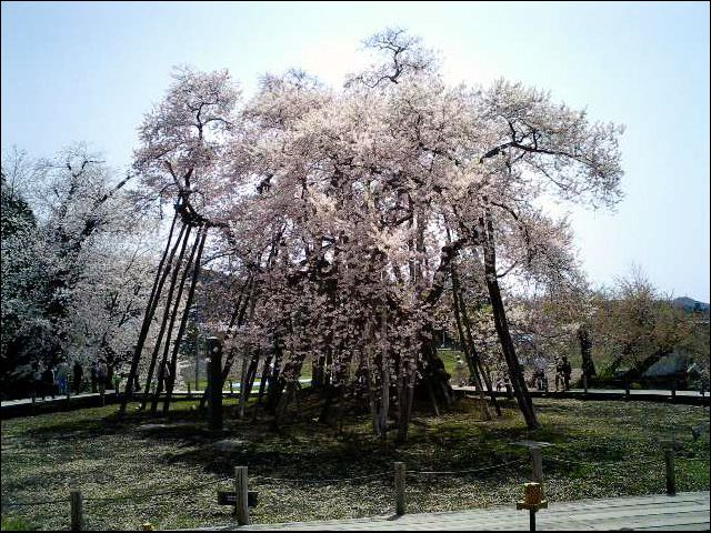◆満開の久保桜◆