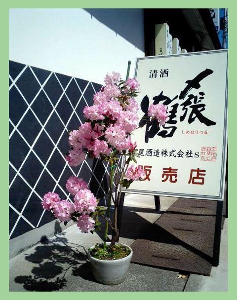 ◆姫石楠花◆ 店頭を彩る四季の草花
