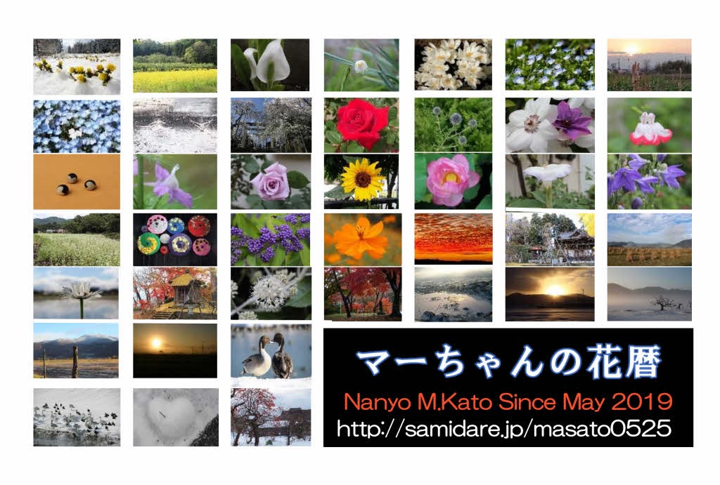 マーちゃんの花暦　南陽市 M.K