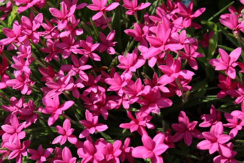 庭の５種類のピンクの花々