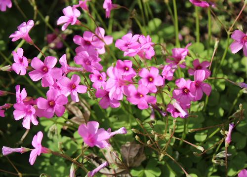 庭の５種類のピンクの花々