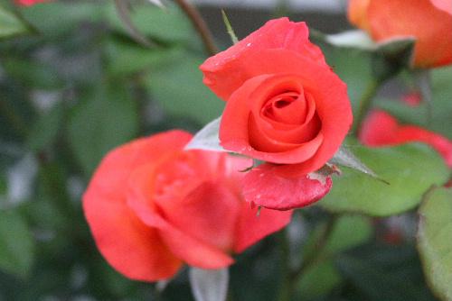 上皇后の名前を冠したバラ「プリンセスミチコ」オレンジから真っ赤な色に