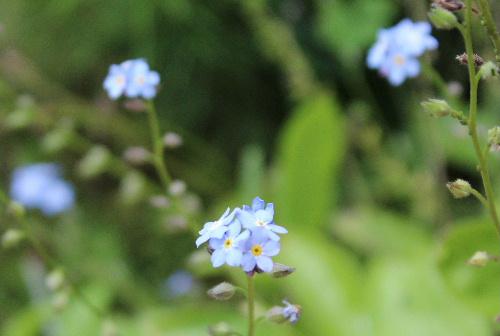 ワスレナグサが忘れられたように小さな青い花を咲かせています