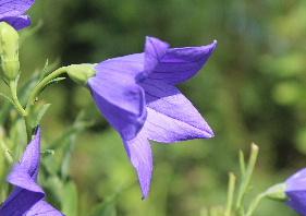 お盆花「キキョウ、カルカヤ、オミナエシ」の一つキキョウが鮮やかな青紫の花をつけています