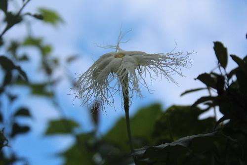 真っ白な花　花びらからのびる白くて長い毛　とっても素敵な花の名はカラスの好物の実をつける「カラスウリ」の花