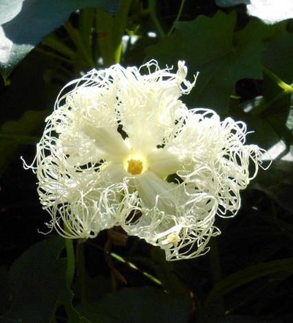 真っ白な花　花びらからのびる白くて長い毛　とっても素敵な花の名はカラスの好物の実をつける「カラスウリ」の花