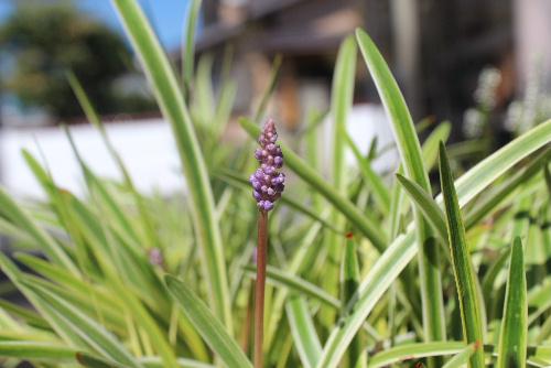 細長い葉の間から小さな淡紫色の穂状（すいじょう）の花ヤブランが目立たずに咲いています