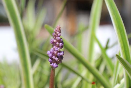 細長い葉の間から小さな淡紫色の穂状（すいじょう）の花ヤブランが目立たずに咲いています