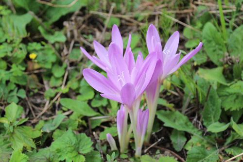 葉が出る前に花を咲かせるコルチカム　別名イヌサフラン　薄紫の可憐な花 葉は毒があるって知ってた？