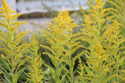 道ばたや野原に咲く鮮やかな秋を彩る黄色の野草の花　セイタカアワダチソウ