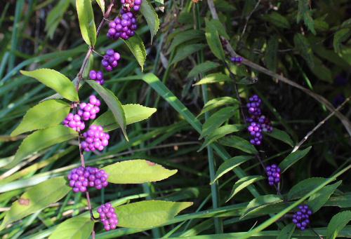冬を前にした自然からの贈物　ムラサキシキブとよく似たコムラサキの小さな紫色に輝く宝石