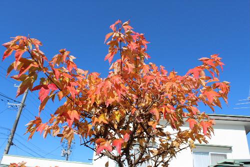 四季を通じて　　葉が白　黄緑　緑　黄緑　黄　橙　赤と変色　メイプルレインボー　まさに虹の葉　少し紅葉しています　次にアップするのは赤それとも雪に覆われた木