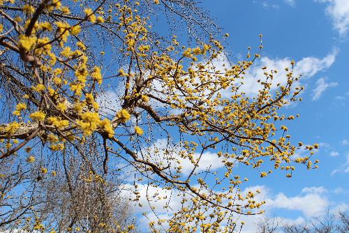 陽光に誘われて　烏帽子山八幡宮参集殿前の庭のサンシュユが鮮やかな黄色に輝いている