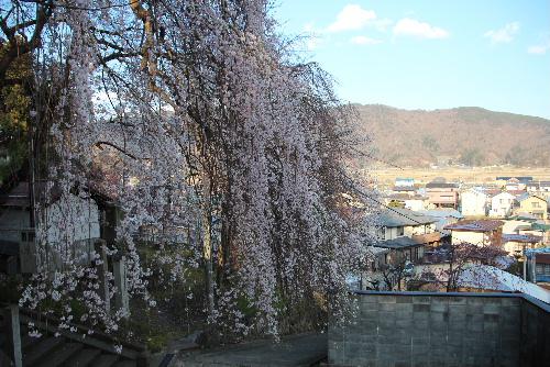 烏帽子山公園千本桜が4月8日に開花宣言　夕方の公園の桜を撮影してみました　新型コロナの影響かひっそりとした公園風景