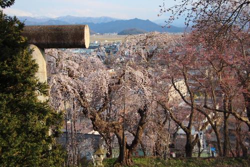 烏帽子山公園千本桜が4月8日に開花宣言　夕方の公園の桜を撮影してみました　新型コロナの影響かひっそりとした公園風景