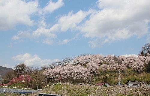 ネットで花見第3日　梅と桜が見事にコラボした小さな素敵な私設公園を赤湯金沢地区で自転車に乗っていて見つけました　