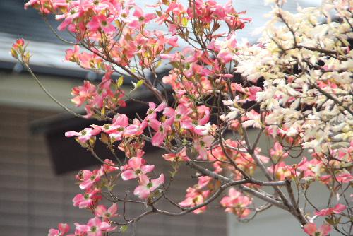 今日は端午の節句　４～5月頃咲く　ハナミズキ（別名アメリカヤマボウシ）が盛りと咲いています