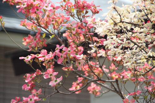 今日は端午の節句　４～5月頃咲く　ハナミズキ（別名アメリカヤマボウシ）が盛りと咲いています