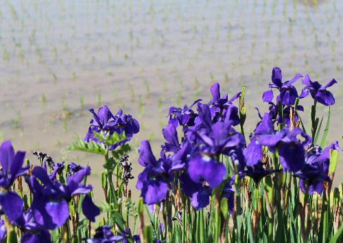 田植えの終わった田んぼのそばに初夏の陽ざし中で鮮やかな紫色のカキツバタが咲いています　もう終わりに近いのかな　川べりにカキツバタと似た紫色の花も撮りました