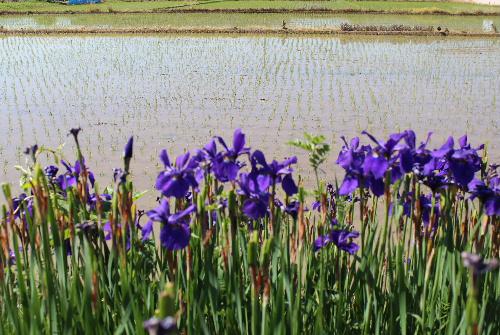 田植えの終わった田んぼのそばに初夏の陽ざし中で鮮やかな紫色のカキツバタが咲いています　もう終わりに近いのかな　川べりにカキツバタと似た紫色の花も撮りました