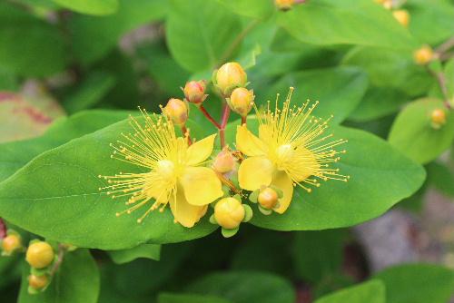 金の水引のような雄花　真黄色の花　真っ赤な実と派手な花木が花をつけている　中国産のビヨウヤナギ（美容柳）か　キンシバエ（金糸梅）？
