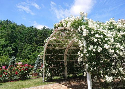 我が家には咲いていないきれいなバラが一面に咲いていました　地域の老人クラブの研修旅行で東根のバラ園を訪問しました　