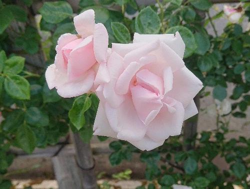 我が家には咲いていないきれいなバラが一面に咲いていました　地域の老人クラブの研修旅行で東根のバラ園を訪問しました　