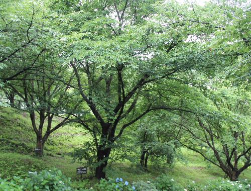 南陽市にも２代目ワシントン桜　平成６年～７年にかけて赤湯中学校や烏帽子山公園に７本植栽されました　アジサイの咲く烏帽子山公園にワシントン桜がありました