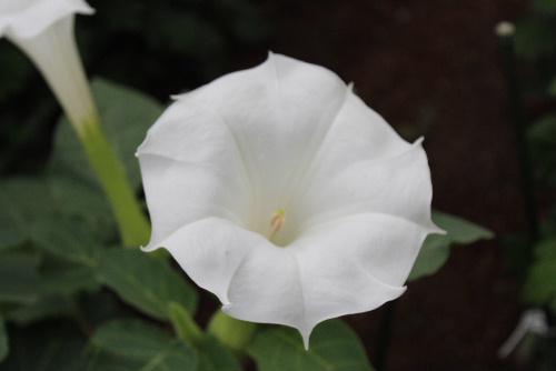 真っ白なナス科のケチョウセンアサガオ（アメリカチョウセンアサガオ）が咲いています　初夏から晩秋まで畑で栽培されたり野生の花です