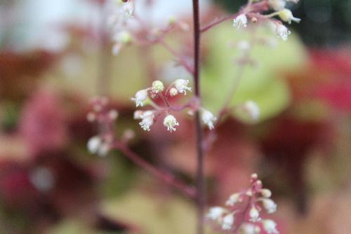 赤銅色の葉に似合わない小さな白い花をつけたヒューケラが咲いています　変わったこの名前でいいのかなあ？