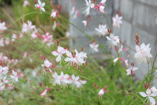 「ガウラ・リンドヘイメリ」と難しそうな名前がついた花のようですが 白い蝶が羽を広げて舞っているような花形から「ハクチョウソウ」ともいい、風にゆれる姿が涼しげです