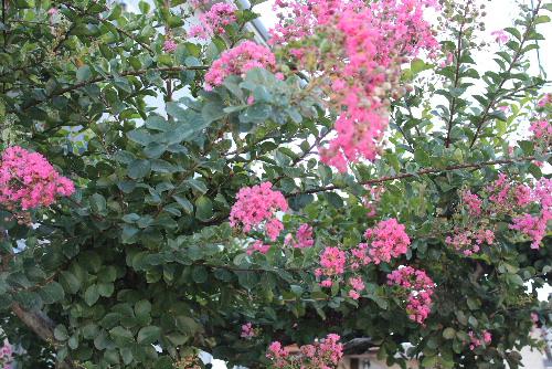 幹が滑らかで猿も滑り落ちるといわれる「サルスベリ（別名百日も赤く咲いているから百日紅）」が鮮やかなピンクの花を咲かせています　夏の花ですがかつて勤務した中庭に咲いている懐かしい花です